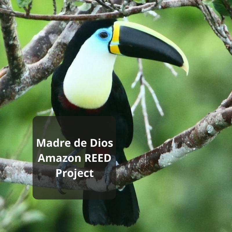 Madre De Dios Project