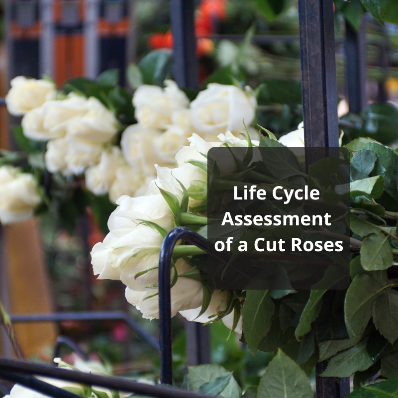 Life Cycle Cut roses