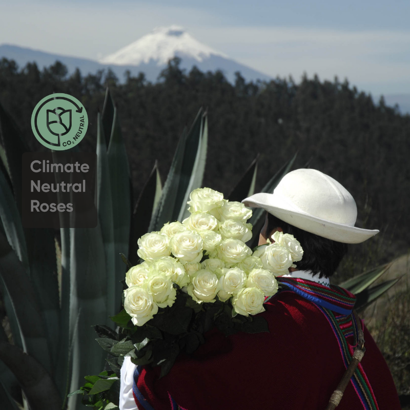 Climate Neutral Roses